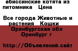 абиссинские котята из питомника › Цена ­ 15 000 - Все города Животные и растения » Кошки   . Оренбургская обл.,Оренбург г.